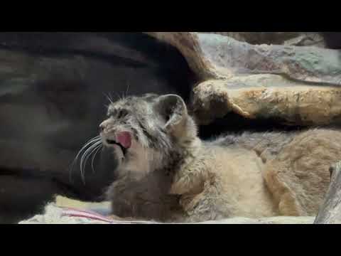 小獣館の閉館時間直前のプリームラちゃん　マヌルネコ　上野動物園にて　2026年2月6日 サムネイル