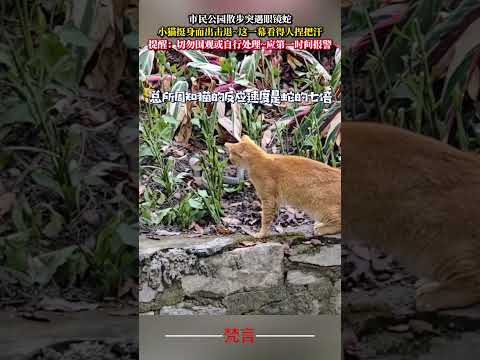 市民公園散步突遇眼鏡蛇 小貓挺身而出擊退~這一幕看得人捏把汗 動物 大自然 意外 神奇 nature animals… サムネイル