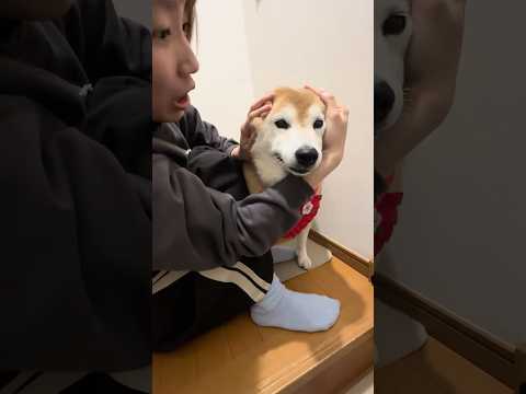 柴犬福 花火パニックの姉と柴犬😂Sister and Shiba🤣#姉と柴 #shorts #funny #funny… サムネイル