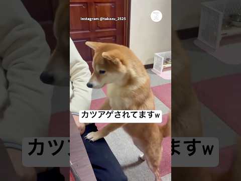 喋りながらオヤツ要求してくる柴犬　柴犬　犬　かわいい犬 かわいい 面白い サムネイル
