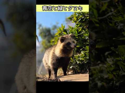 青空と緑とタヌキ 東武動物公園 動物 癒し かわいい animals 可愛い 動物園 zoo タヌキ タヌキドリル サムネイル