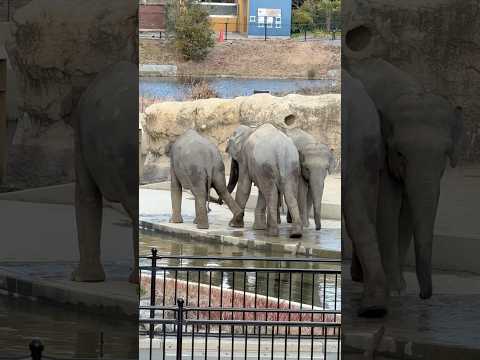 shorts 後ろ脚を見て貰う(？) アジアゾウ　のんほいパークにて　2026年1月23日 サムネイル