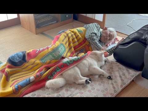 一緒にお昼寝しようと寄り添う可愛い柴犬と毛布をかけて迎え入れる可愛いじいちゃん サムネイル