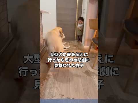 大型犬に愛を伝えようとした息子に思わる悲劇が襲いかかる 大型犬 ゴールデンレトリバー レトリバー 赤ちゃん サムネイル
