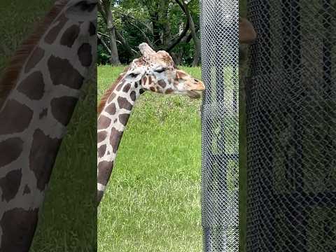 shorts コノカちゃん アミアミから飛び出た葉っぱを⁈ キリン　千葉市動物公園にて　2026年4月19日 サムネイル