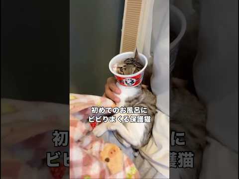 新しいお家に行く準備のため初めてのお風呂に挑戦する保護猫 保護猫 子猫 野良猫 shorts サムネイル