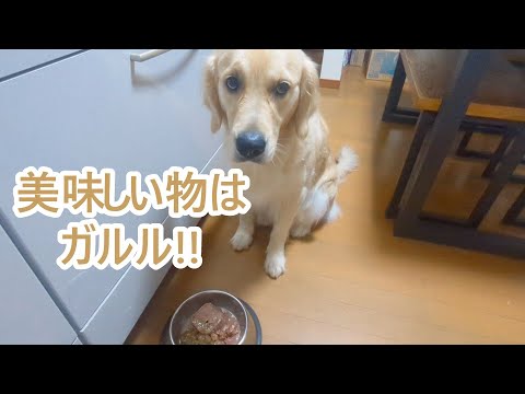 美味しい物には全力ガルル。ゴールデンレトリバーティト サムネイル