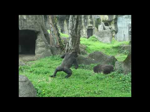 chest beating.gorilla Iriki 15y4 old mom & nephew Jabali 5y… サムネイル