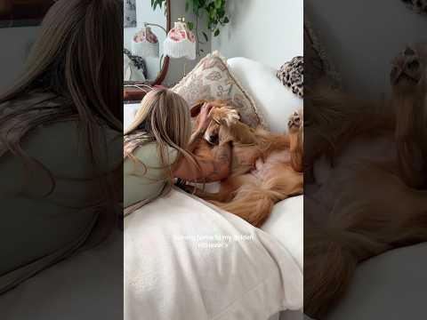 coming home to my golden retriever🥵 goldenretreiver dog ind…