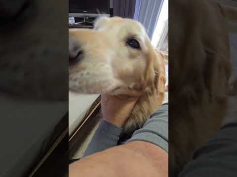 子猫の名前を呼んだらゴールデンレトリバーが焼きもち。 ゴールデンレトリバー 大型犬のいる生活 癒し 子ネコ golde… サムネイル