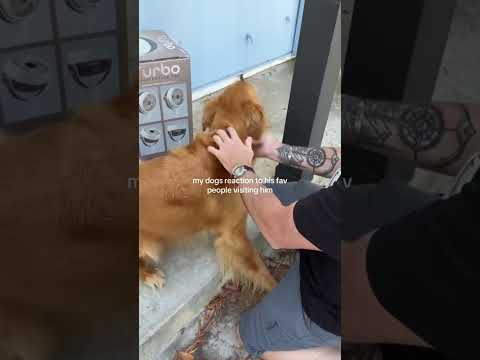 Bikini Try-On Haul 004 :| 4K Transparent Lingerie & See-Thr… サムネイル