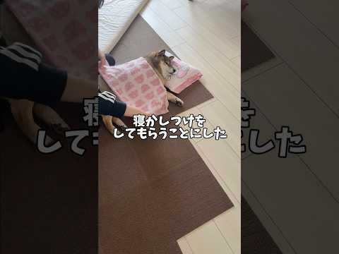 寝かしつけをされてる柴犬が可愛い😍