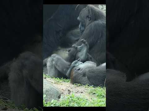 gorilla & mom 🤣 gorillatag taipeizoo 金剛猩猩 台北市立動物園 zoo funny… サムネイル