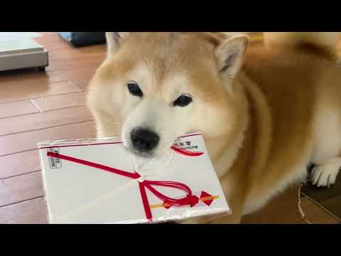 ご祝儀袋の印刷を頼みに来たおばあちゃんを一瞬にして絶望させる柴犬