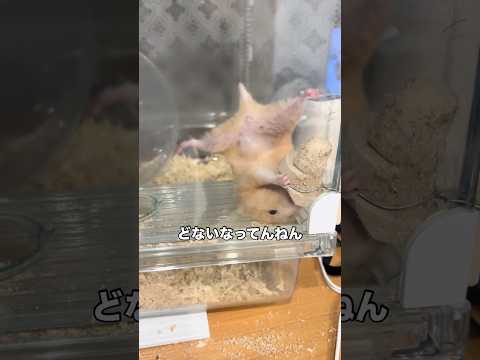 とんでもない体勢で木に夢中になるハムスターのその後 ハムスター ハムスターのいる生活 ハム shorts サムネイル