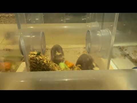 ダマラランドデバネズミファミリーお食事中〜　埼玉県こども動物自然公園にて　2026年3月6日 サムネイル