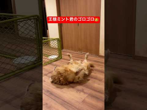 王様ミント君のゴロゴロ👑#shorts #puppy #ゴールデンレトリバー #癒し #大型犬のいる生活 #グレートピ… サムネイル