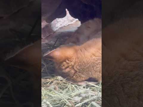 shorts おやすみサディーカ さん　スナネコ　那須どうぶつ王国にて　2026年4月11日 サムネイル