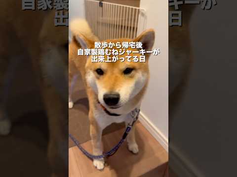 柴犬とん君、この日は、大好きな散歩も早々にきりあげて、コレ😆まだ、リードも外してないよー😆　柴犬　柴犬とん サムネイル