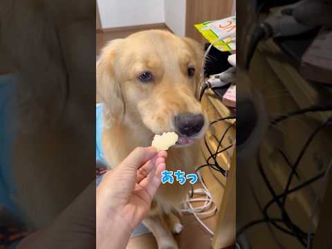 おいしいおかきgoldenretriever ゴールデンレトリバー サムネイル