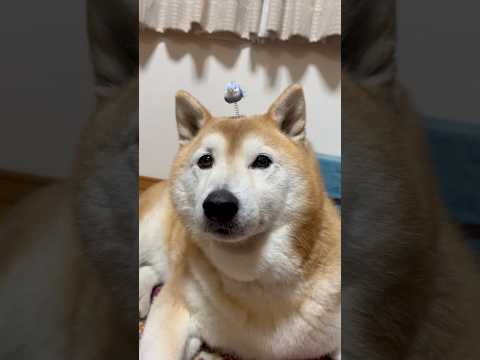 柴犬福 頭から小鳥が生えてしまった柴犬🤣Sister and Shiba🤣姉と柴 shorts japanesedog… サムネイル