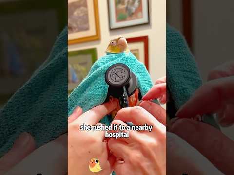 Little Girl Saves Drenched Parrot 🐦❤️ #animals #pets #short… サムネイル