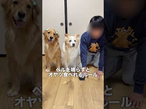 理解力が凄すぎる犬...！！【ボーダーコリー・ゴールデンレトリバー】shorts サムネイル