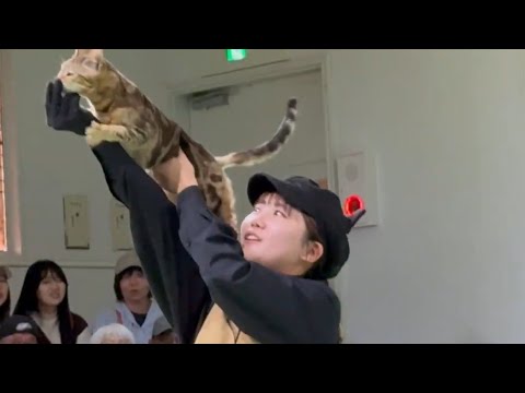 エースチャイ！なかなか見れない猫によるショー ザ・キャッツ(午前)    那須どうぶつ王国にて　2026年4月24日 サムネイル