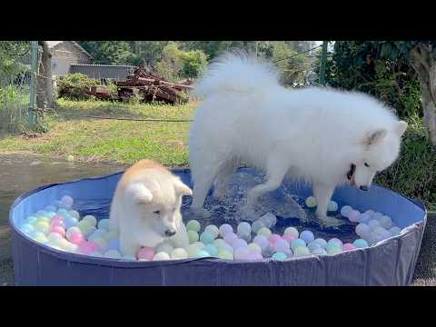 真夏のプールにて、お風呂に浸かる様に入る柴犬と大喜びで楽しむサモエド