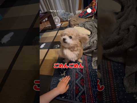 ゴミ漁ってたけど可愛すぎて許される犬😂　　　トイプードル　犬　いぬ　かわいい犬 かわいい