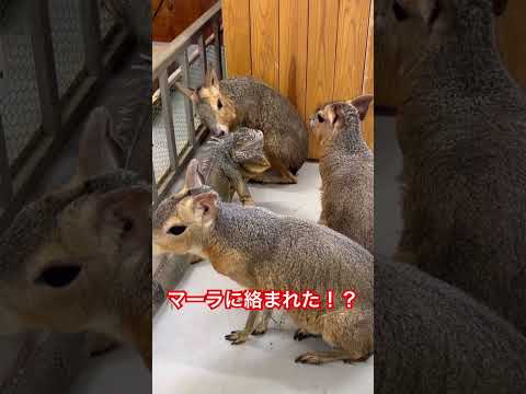 実は仲良しなイグアナとマーラ♫shorts マーラ イグアナ