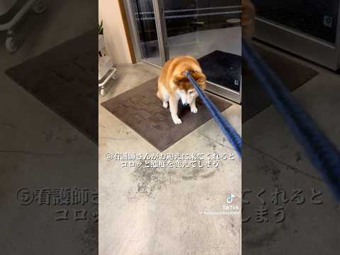 柴犬福 単純過ぎる柴犬🤣Shiba-hospital😂姉と柴 shorts japanesedog 柴犬 shiba… サムネイル