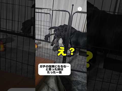 喧嘩寸前の大型犬‼️飼い主の「おやつ」の一言で一瞬で仲直り　　ラブラドール 大型犬　犬　かわいい犬 面白い サムネイル