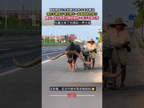 阿伯和從它小養到大的水牛走在路邊 現在不耕田了每天和牛一起悠閒搭檔度日 牛 意外 暖心 cow amazing hea… サムネイル