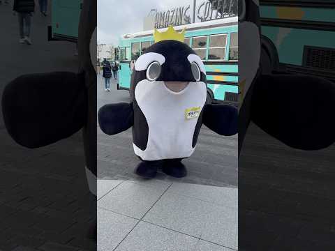 shorts オルシーくん　いた〜　須磨シーワールド　2025年12月30日 サムネイル