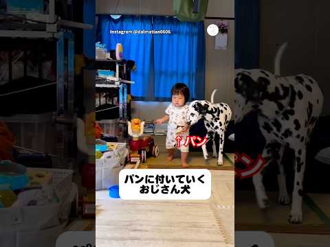 パンを狙って子どもを尾行するおじさん犬　ダルメシアン 犬　いぬ　かわいい犬 犬のいる暮らし サムネイル