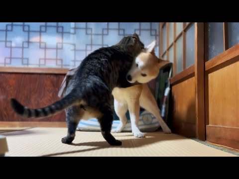 金木犀が降ってきて、フラフープを回したりする日常Sweet Olive and Hula Hoops サムネイル