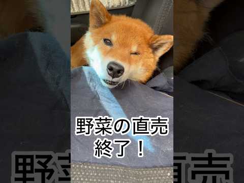 ’26.5.3 力丸の自由時間… 柴犬 shibainu 柴犬のいる暮らし 柴犬の日常 車中泊犬 カメラ目線 力丸 サムネイル
