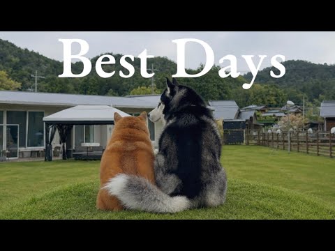 【Best Days】　愛犬へ贈る歌