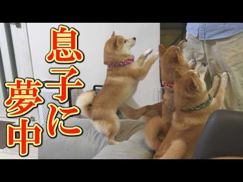パパとママは完全無視・・・帰省した息子に大喜びし、一日中つきまとう柴犬達 サムネイル