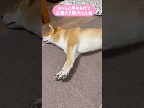 ちゃんと主張できたね😆　柴犬　柴犬とん サムネイル