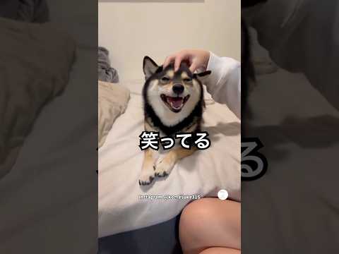 マッサージされて笑顔になる柴犬　柴犬　黒柴　犬　かわいい　犬のいる暮らし サムネイル