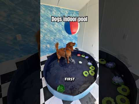 Indoor dog pool 😊