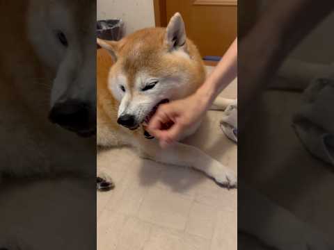 柴犬福 母にディスられたあと母と揉める柴犬🤣Mother's boy🤣shorts 柴犬 japanesedog sh… サムネイル