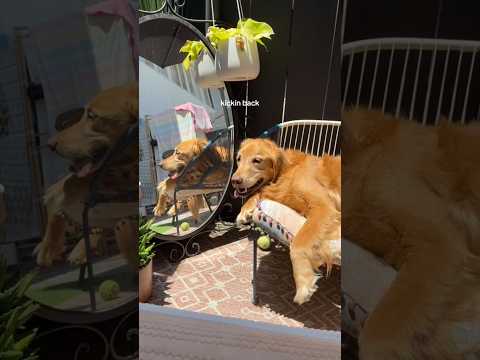 coming home to my golden retriever🥵goldenretreivers dog pup…