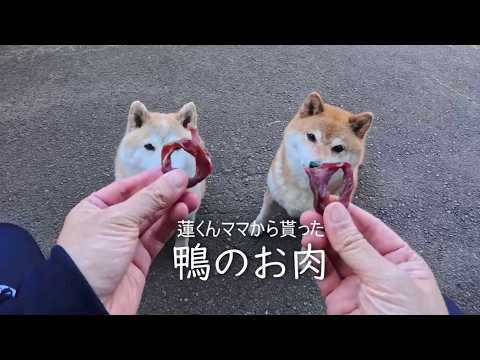 2026年6月30日(火) 会食でモモさんたちが気に入りすぎておみやげまで頂いてしまった鴨のお肉