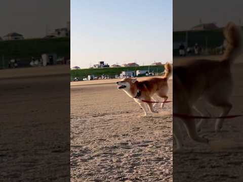 柴犬とん×エンヤ×スロー映像＝癒しの方程式 サムネイル
