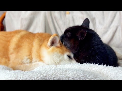 大人になった猫と赤ちゃん返りの柴犬　The Cat Grew Up… The Shiba Became a Baby サムネイル