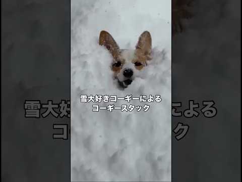 雪が大好きすぎるコーギーによるコーギースタック コーギー コーギーおしり 大雪 北海道 サムネイル