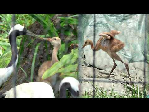 丹頂鶴寶寶滿月了, 展翅好可愛, 跟在媽咪Kika身邊覓食 babyanimals cuteanimals baby… サムネイル